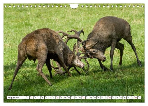 Produktbild: Emotionale Momente: Hirschbrunft (Wandkalender 2026 DIN A4 quer), CALVENDO Monatskalender