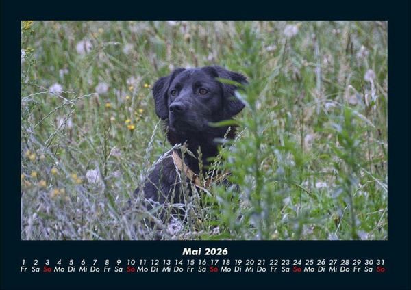 Produktbild: Hunde 2026 Fotokalender DIN A4
