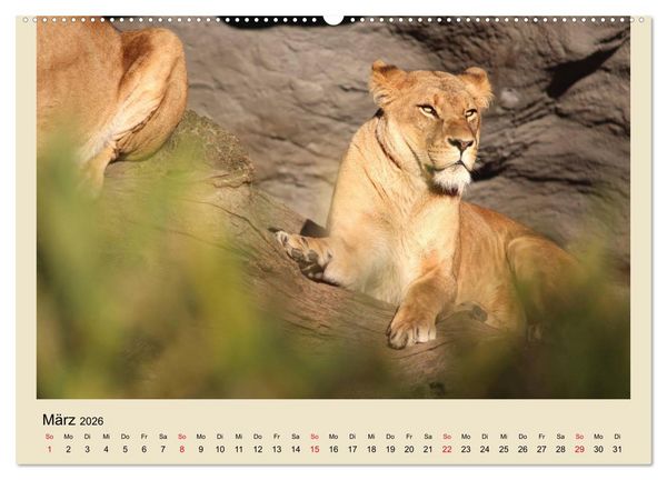 Produktbild: L&ouml;wen im Tierpark Hagenbeck (Wandkalender 2026 DIN A2 quer), CALVENDO Monatskalender