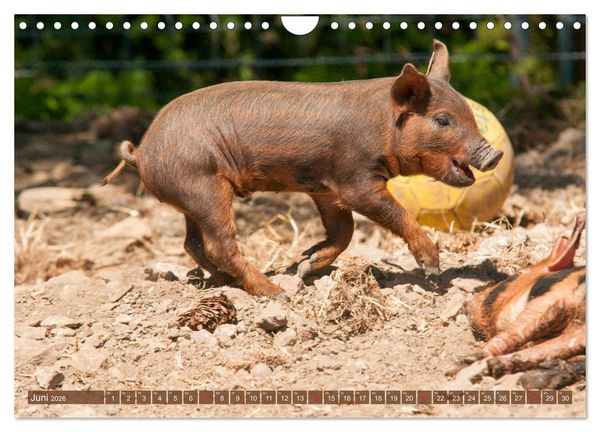 Produktbild: Gl&uuml;ckliche Schweine Berkshire-Iberico Ferkel (Wandkalender 2026 DIN A4 quer), CALVENDO Monatskalender
