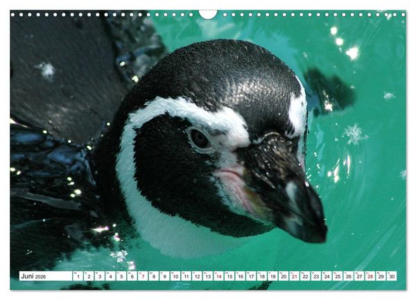 Produktbild: Tierische Fracktr&auml;ger (Wandkalender 2026 DIN A3 quer), CALVENDO Monatskalender