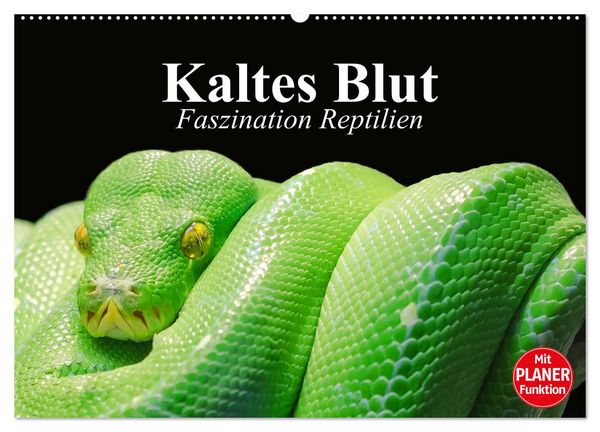 Produktbild: Kaltes Blut. Faszination Reptilien (Wandkalender 2026 DIN A2 quer), CALVENDO Monatskalender