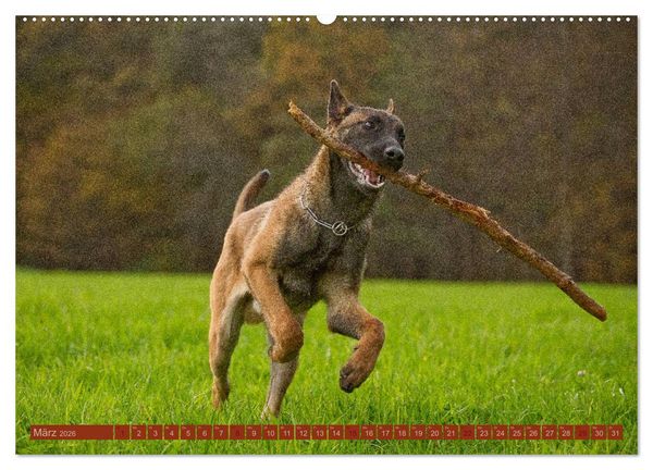 Produktbild: Faszination Hund (Wandkalender 2026 DIN A2 quer), CALVENDO Monatskalender