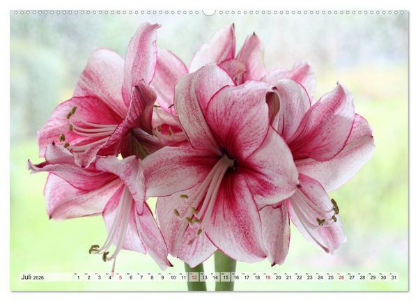 Produktbild: Amaryllis-Bl&uuml;ten (Wandkalender 2026 DIN A2 quer), CALVENDO Monatskalender