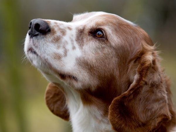 Produktbild: Welsh Springer Spaniel (Puzzle)