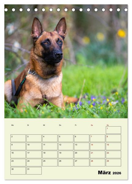 Produktbild: Malinois verl&auml;ssliche Begleiter (Tischkalender 2026 DIN A5 hoch), CALVENDO Monatskalender