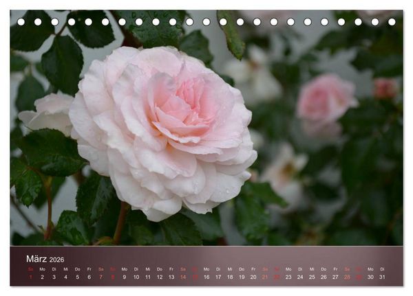 Produktbild: Zarte Sch&ouml;nheiten - Rosen (Tischkalender 2026 DIN A5 quer), CALVENDO Monatskalender