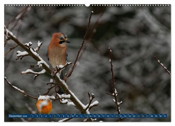 Produktbild: Eichelh&auml;her - Egon der Eichelh&auml;her fotografiert von Ostfriesenfotografie (Wandkalender 2026 DIN A2 quer), CALVENDO Monatskalender