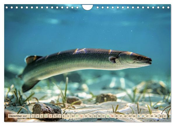 Produktbild: Talsperren - Raubfische (Wandkalender 2027 DIN A4 quer), CALVENDO Monatskalender