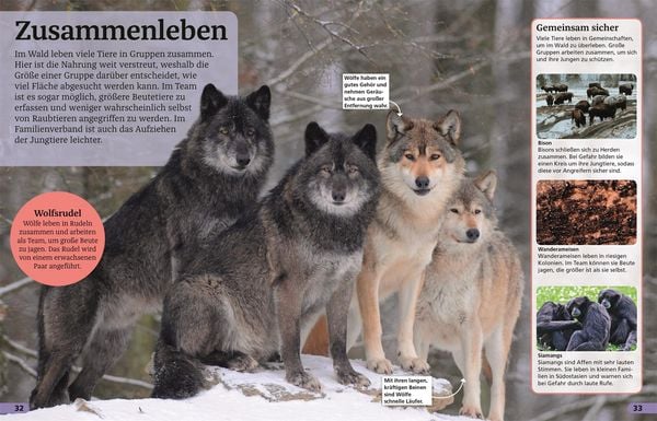 Produktbild: Superchecker! Wald