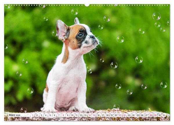 Produktbild: Kleine Helden - Franz&ouml;sische Bulldoggen (hochwertiger Premium Wandkalender 2026 DIN A2 quer), Kunstdruck in Hochglanz