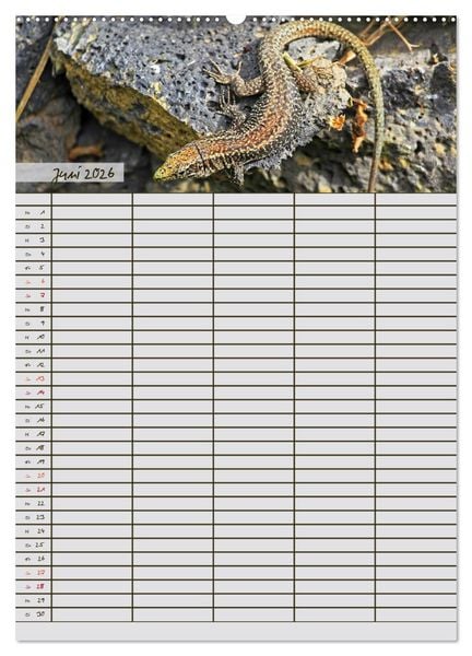 Produktbild: Tierischer Familienplaner (hochwertiger Premium Wandkalender 2026 DIN A2 hoch), Kunstdruck in Hochglanz