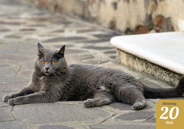Produktbild: Katzenpoesie 2027