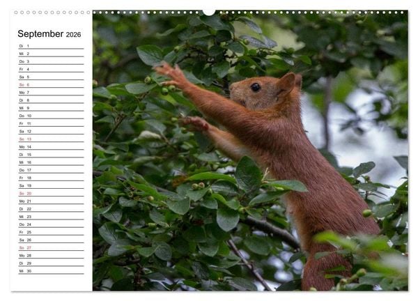 Produktbild: Mit dem Eichh&ouml;rnchen durchs Jahr (Wandkalender 2026 DIN A2 quer), CALVENDO Monatskalender