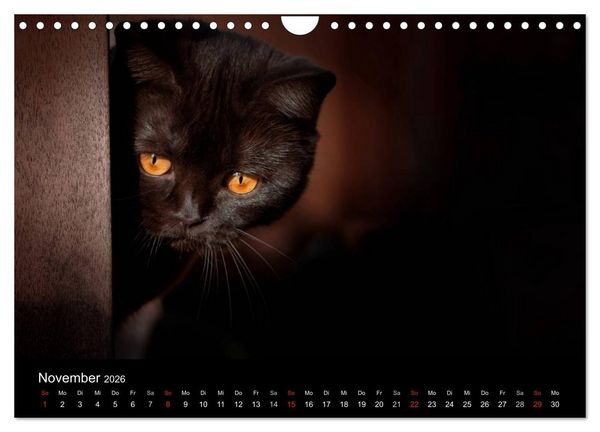 Produktbild: Schokoladige Britisch Kurzhaar Katzen (Wandkalender 2026 DIN A4 quer), CALVENDO Monatskalender