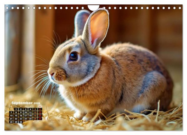 Produktbild: Kuschelige Kaninchen (Wandkalender 2026 DIN A4 quer), CALVENDO Monatskalender