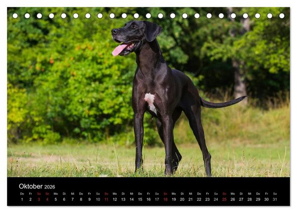 Produktbild: Deutsche Dogge 2026 (Tischkalender 2026 DIN A5 quer), CALVENDO Monatskalender