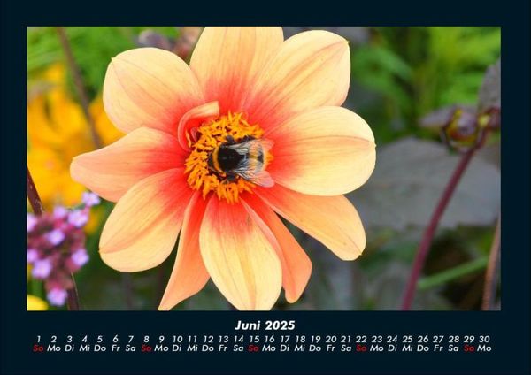 Produktbild: Bienen 2025 Fotokalender DIN A4