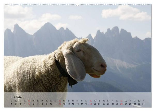 Produktbild: Schafe z&auml;hlen leicht gemacht! (hochwertiger Premium Wandkalender 2026 DIN A2 quer), Kunstdruck in Hochglanz