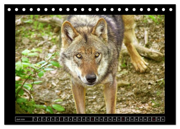 Produktbild: Wildtiere (Tischkalender 2026 DIN A5 quer), CALVENDO Monatskalender