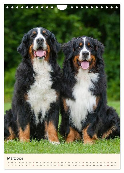 Produktbild: Die sch&ouml;nste Rasse der Welt - Berner Sennenhund (Wandkalender 2026 DIN A4 hoch), CALVENDO Monatskalender
