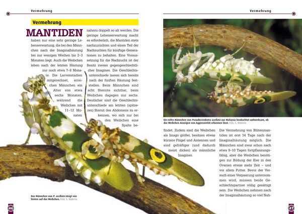 Produktbild: Bl&uuml;tenmantiden