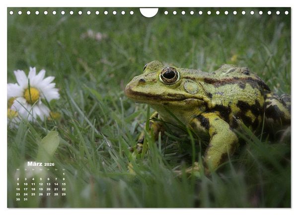 Produktbild: Gl&uuml;ckliche Fr&ouml;sche (Wandkalender 2026 DIN A4 quer), CALVENDO Monatskalender