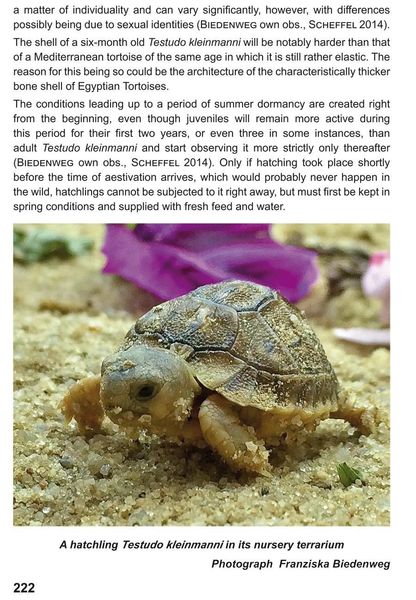 Produktbild: The Egyptian Tortoise, Testudo kleinmanni Lortet, 1883