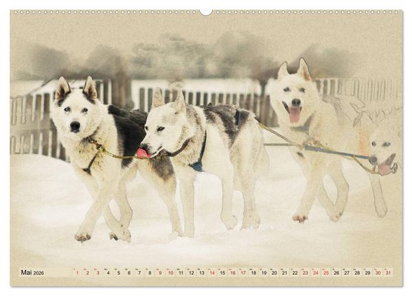 Produktbild: Schlittenhunde 2026 (Wandkalender 2026 DIN A2 quer), CALVENDO Monatskalender