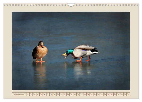 Produktbild: V&ouml;gel am Chemnitzer Schlossteich (Wandkalender 2026 DIN A3 quer), CALVENDO Monatskalender