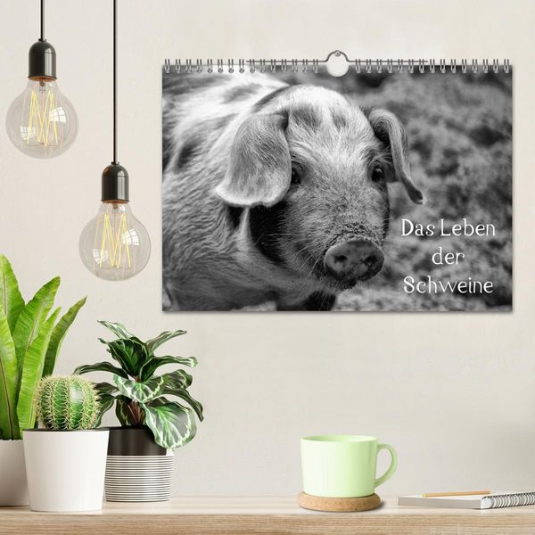 Produktbild: Das Leben der Schweine (Wandkalender 2026 DIN A4 quer), CALVENDO Monatskalender