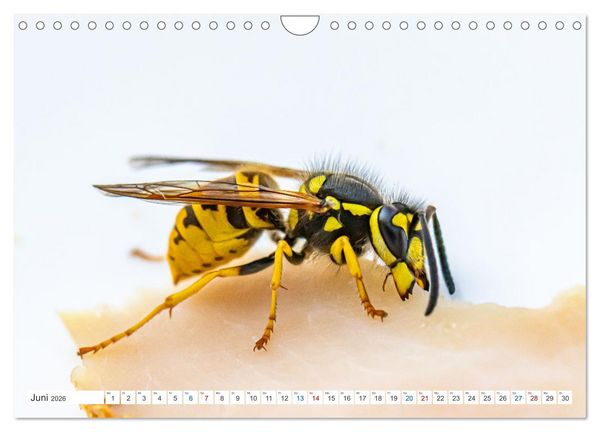 Produktbild: Kleines ganz gro&szlig; - Makrofotografie (Wandkalender 2026 DIN A4 quer), CALVENDO Monatskalender