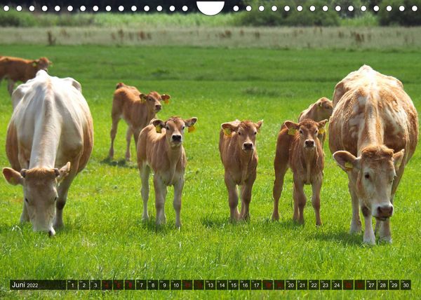 Produktbild: Neustadt am R&uuml;benberge Natur in Stadtn&auml;he (Wandkalender 2022 DIN A4 quer)