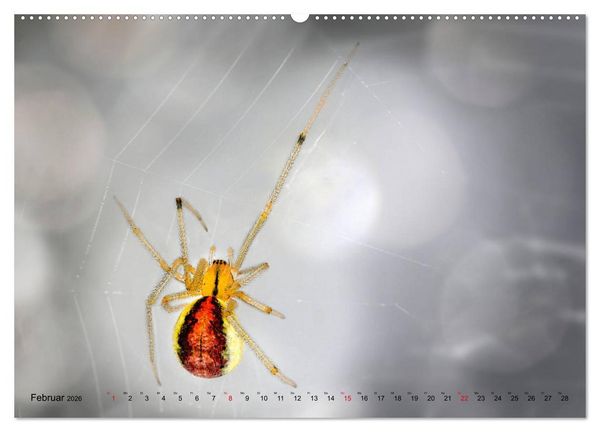 Produktbild: ui - Spinne. Kleine Spinnen - gro&szlig; im Bild (hochwertiger Premium Wandkalender 2026 DIN A2 quer), Kunstdruck in Hochglanz