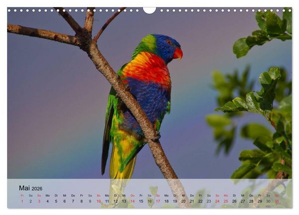Produktbild: Regenbogen Papageien (Wandkalender 2026 DIN A3 quer), CALVENDO Monatskalender
