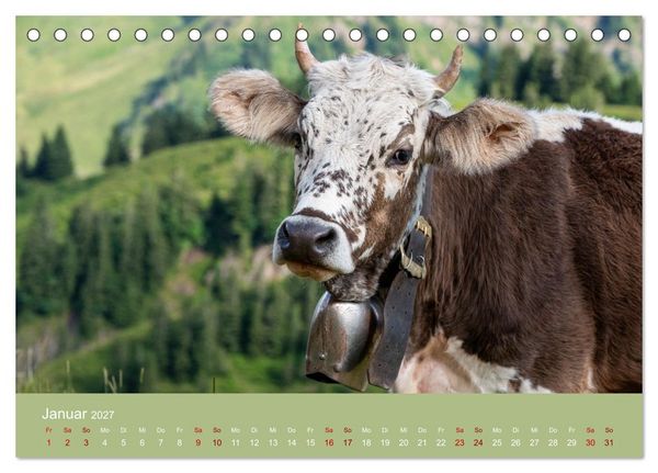 Produktbild: Allg&auml;uer Rindvieh 2027 (Tischkalender 2027 DIN A5 quer), CALVENDO Monatskalender