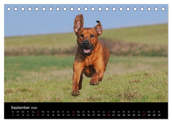 Produktbild: Rhodesian Ridgeback 2026 (Tischkalender 2026 DIN A5 quer), CALVENDO Monatskalender