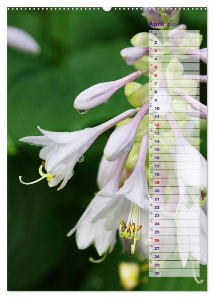 Produktbild: Hostas Herzblattlilien Funkien (Wandkalender 2026 DIN A2 hoch), CALVENDO Monatskalender