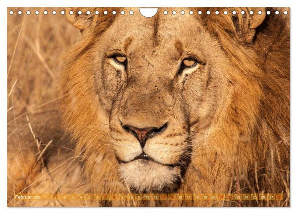 Produktbild: Die Welt der L&ouml;wen (Wandkalender 2026 DIN A4 quer), CALVENDO Monatskalender