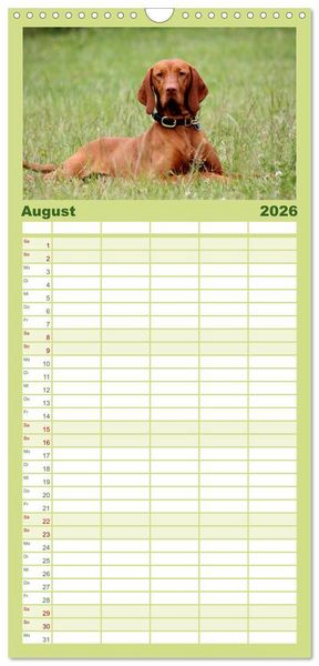 Produktbild: Familienplaner 2026 - Magyar Vizsla mit 5 Spalten (Wandkalender, 21 x 45 cm) CALVENDO