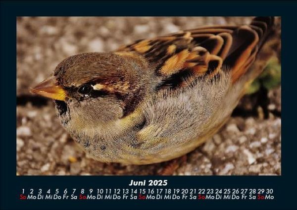 Produktbild: Welt der V&ouml;gel 2025 Fotokalender DIN A5