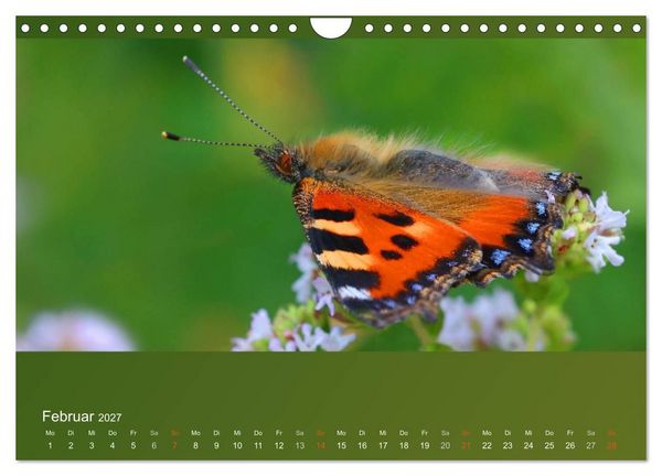 Produktbild: Falter, K&auml;fer und Co.faszinierend, doch extrem gef&auml;hrdet (Wandkalender 2027 DIN A4 quer), CALVENDO Monatskalender
