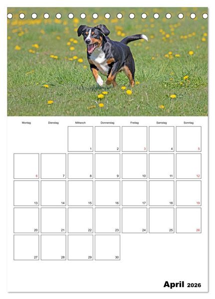 Produktbild: Entlebucher Sennenhunde begleiten Sie durch das Jahr (Tischkalender 2026 DIN A5 hoch), CALVENDO Monatskalender
