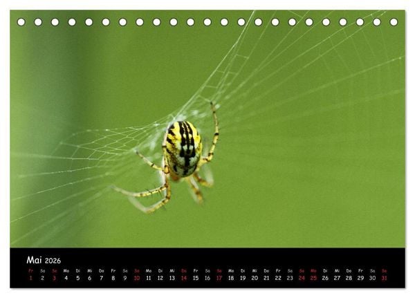 Produktbild: Heimische Spinnen (Tischkalender 2026 DIN A5 quer), CALVENDO Monatskalender