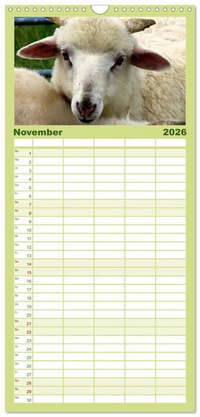 Produktbild: Familienplaner 2026 - Sch&auml;fchen z&auml;hlen - mit Schafen durchs Jahr mit 5 Spalten (Wandkalender, 21 x 45 cm) CALVENDO