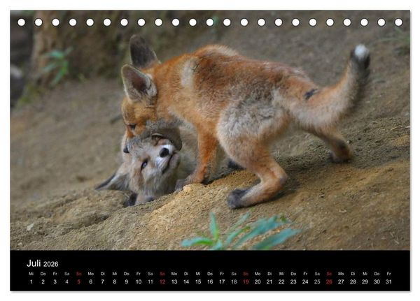 Produktbild: Ein Blick in Reinekes Kinderstube (Tischkalender 2026 DIN A5 quer), CALVENDO Monatskalender