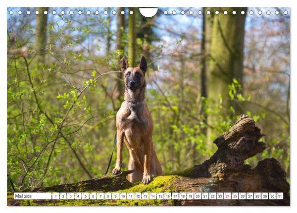 Produktbild: Malinois - belgischer Sch&auml;ferhund (Wandkalender 2026 DIN A4 quer), CALVENDO Monatskalender