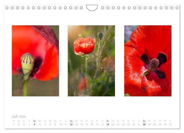 Produktbild: Blumen Trilogien (Wandkalender 2026 DIN A4 quer), CALVENDO Monatskalender