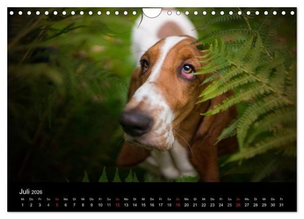 Produktbild: Der Basset, eine LANGE und besondere Liebe (Wandkalender 2026 DIN A4 quer), CALVENDO Monatskalender