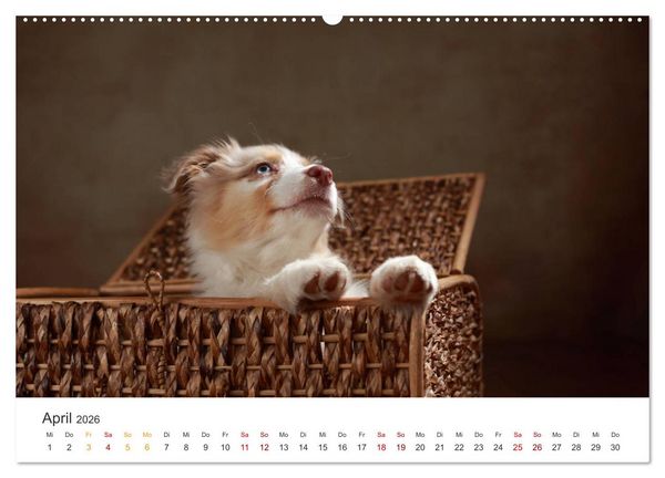 Produktbild: Welpenblicke (hochwertiger Premium Wandkalender 2026 DIN A2 quer), Kunstdruck in Hochglanz